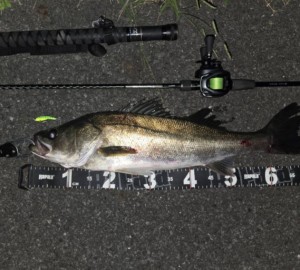 釣りシーズン到来！