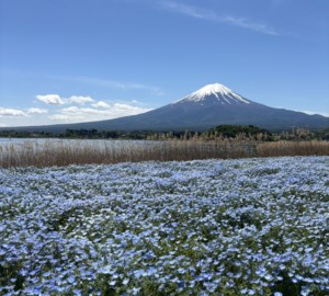 季節の花を楽しむ